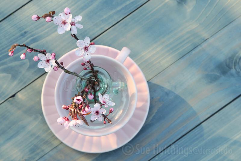 Teacup with Blossom-1 by Sue Hutchings